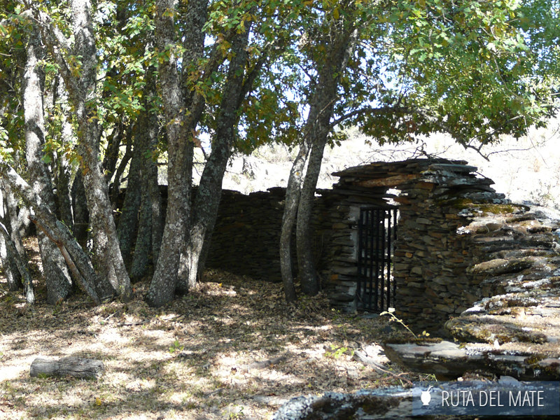 Trees invading the stone fence in Campillo de Ranas