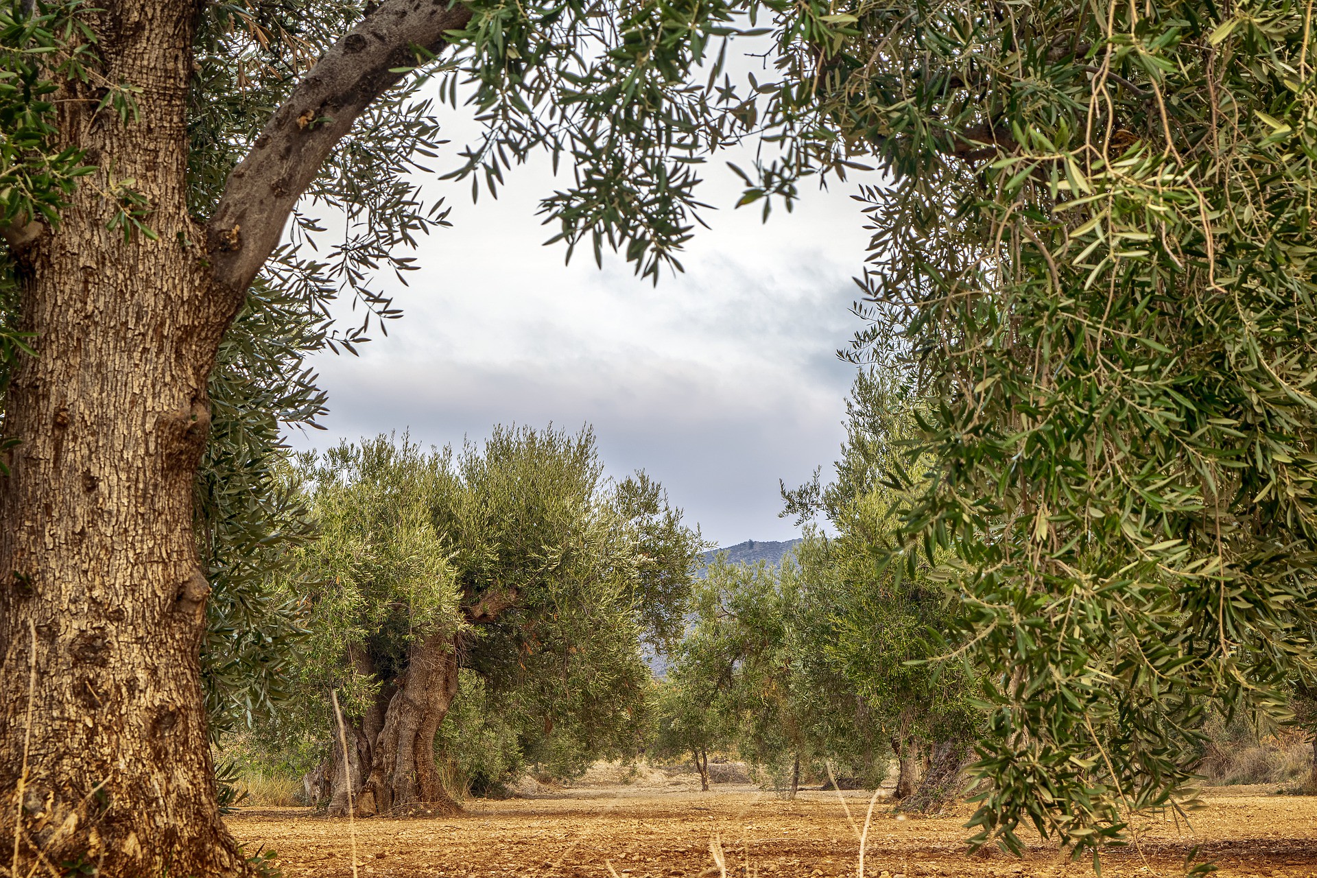Casas rurales en Andalucía para viajar en familia