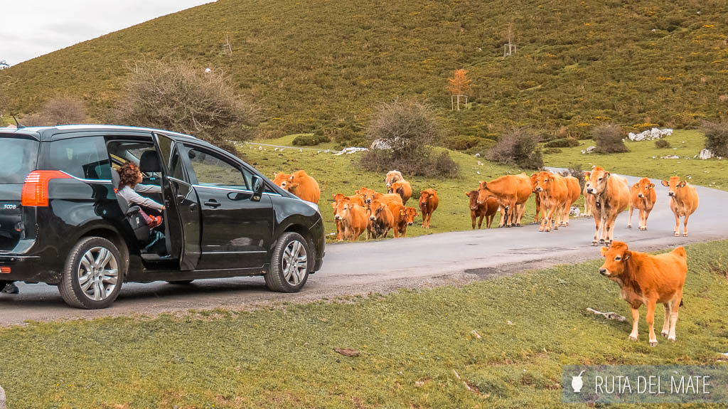 Ruta hasta los lagos de Covadonga con las vacas bloqueando el camino