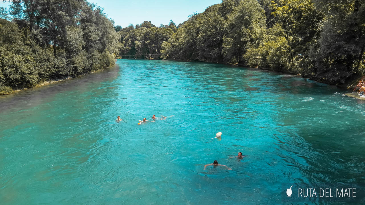 Bernese in the water of the river Aar